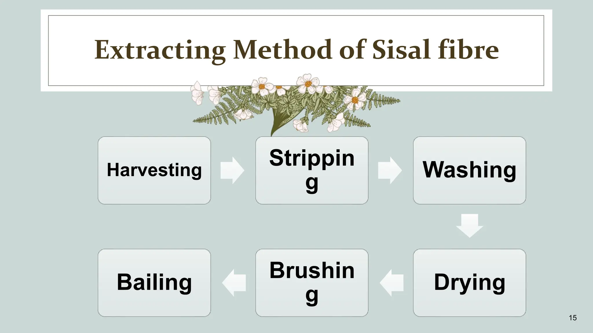 Extracting Method of Sisal fibre
15
Harvesting
Strippin
g
Washing
Drying
Brushin
g
Bailing
 