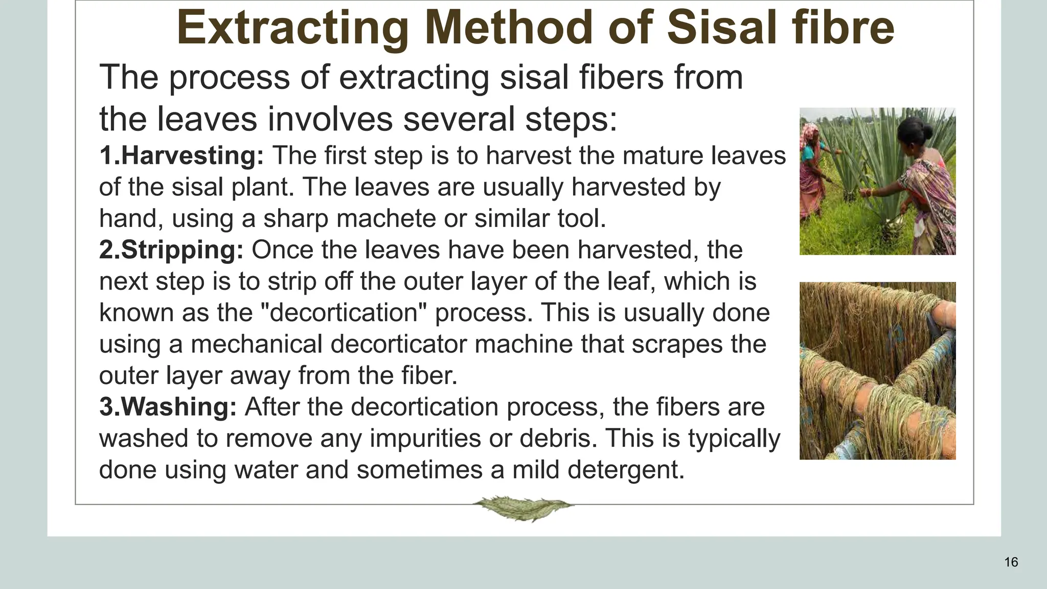 Extracting Method of Sisal fibre
16
The process of extracting sisal fibers from
the leaves involves several steps:
1.Harvesting: The first step is to harvest the mature leaves
of the sisal plant. The leaves are usually harvested by
hand, using a sharp machete or similar tool.
2.Stripping: Once the leaves have been harvested, the
next step is to strip off the outer layer of the leaf, which is
known as the "decortication" process. This is usually done
using a mechanical decorticator machine that scrapes the
outer layer away from the fiber.
3.Washing: After the decortication process, the fibers are
washed to remove any impurities or debris. This is typically
done using water and sometimes a mild detergent.
 