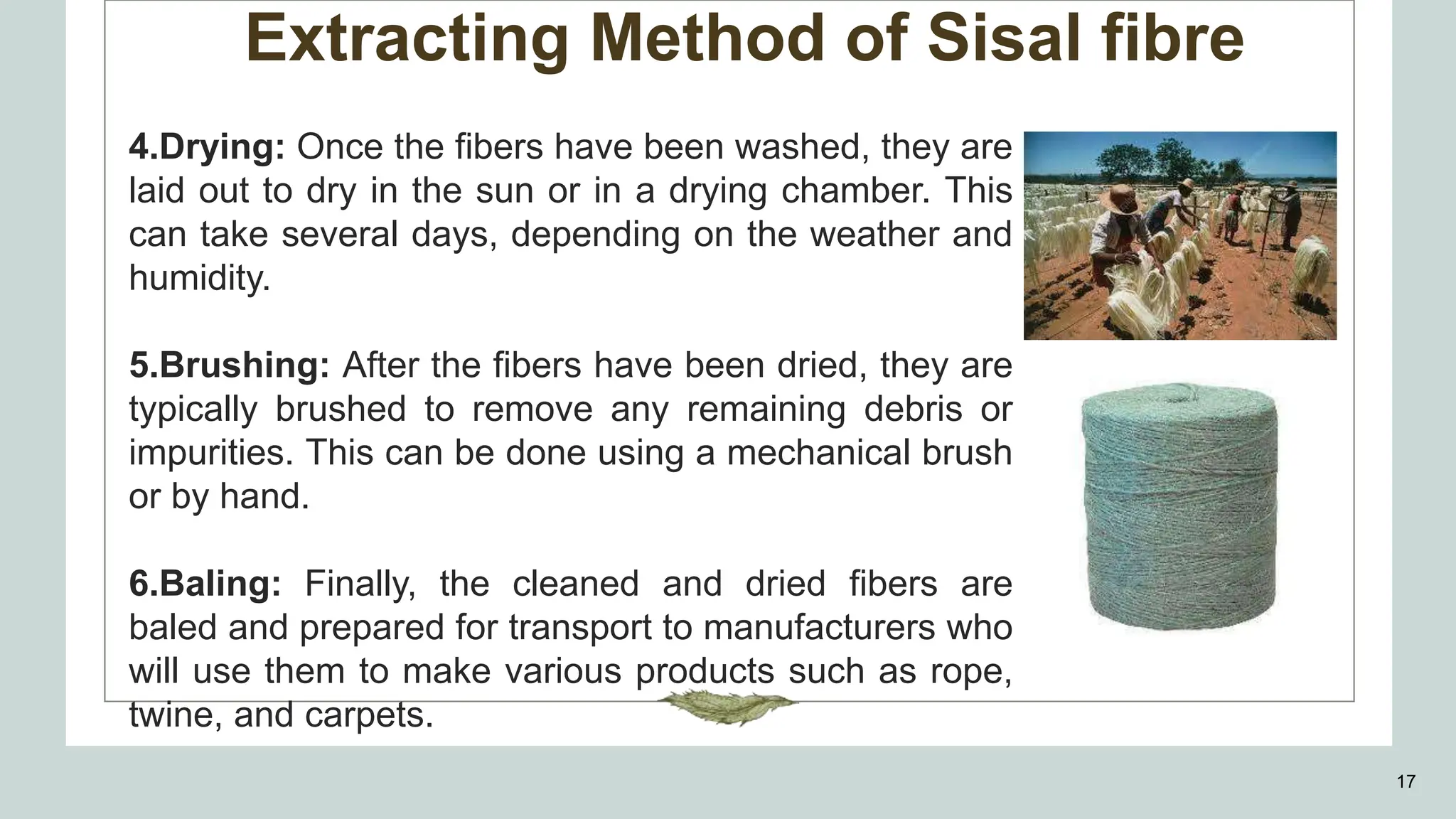 Extracting Method of Sisal fibre
17
4.Drying: Once the fibers have been washed, they are
laid out to dry in the sun or in a drying chamber. This
can take several days, depending on the weather and
humidity.
5.Brushing: After the fibers have been dried, they are
typically brushed to remove any remaining debris or
impurities. This can be done using a mechanical brush
or by hand.
6.Baling: Finally, the cleaned and dried fibers are
baled and prepared for transport to manufacturers who
will use them to make various products such as rope,
twine, and carpets.
 