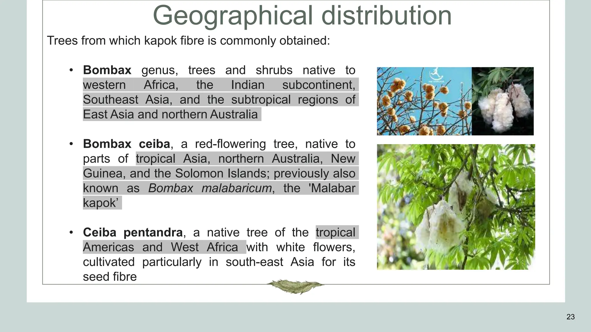 Geographical distribution
23
Trees from which kapok fibre is commonly obtained:
• Bombax genus, trees and shrubs native to
western Africa, the Indian subcontinent,
Southeast Asia, and the subtropical regions of
East Asia and northern Australia
• Bombax ceiba, a red-flowering tree, native to
parts of tropical Asia, northern Australia, New
Guinea, and the Solomon Islands; previously also
known as Bombax malabaricum, the 'Malabar
kapok’
• Ceiba pentandra, a native tree of the tropical
Americas and West Africa with white flowers,
cultivated particularly in south-east Asia for its
seed fibre
 