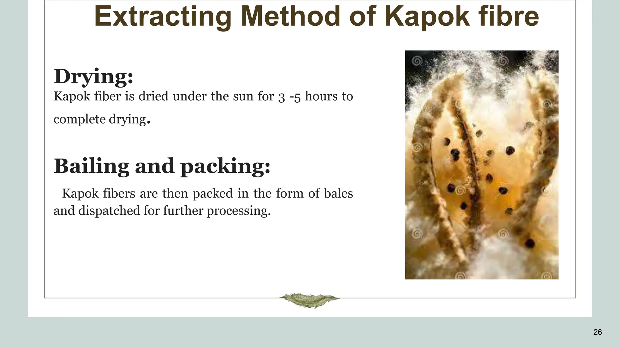 Extracting Method of Kapok fibre
26
Drying:
Kapok fiber is dried under the sun for 3 -5 hours to
complete drying.
Bailing and packing:
Kapok fibers are then packed in the form of bales
and dispatched for further processing.
 