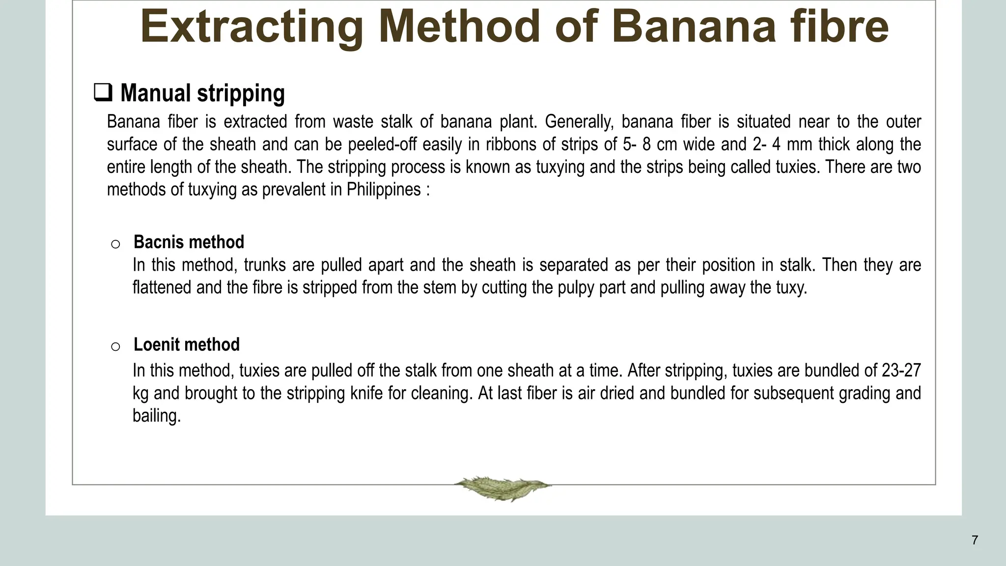 Extracting Method of Banana fibre
7
 Manual stripping
Banana fiber is extracted from waste stalk of banana plant. Generally, banana fiber is situated near to the outer
surface of the sheath and can be peeled-off easily in ribbons of strips of 5- 8 cm wide and 2- 4 mm thick along the
entire length of the sheath. The stripping process is known as tuxying and the strips being called tuxies. There are two
methods of tuxying as prevalent in Philippines :
o Bacnis method
In this method, trunks are pulled apart and the sheath is separated as per their position in stalk. Then they are
flattened and the fibre is stripped from the stem by cutting the pulpy part and pulling away the tuxy.
o Loenit method
In this method, tuxies are pulled off the stalk from one sheath at a time. After stripping, tuxies are bundled of 23-27
kg and brought to the stripping knife for cleaning. At last fiber is air dried and bundled for subsequent grading and
bailing.
 