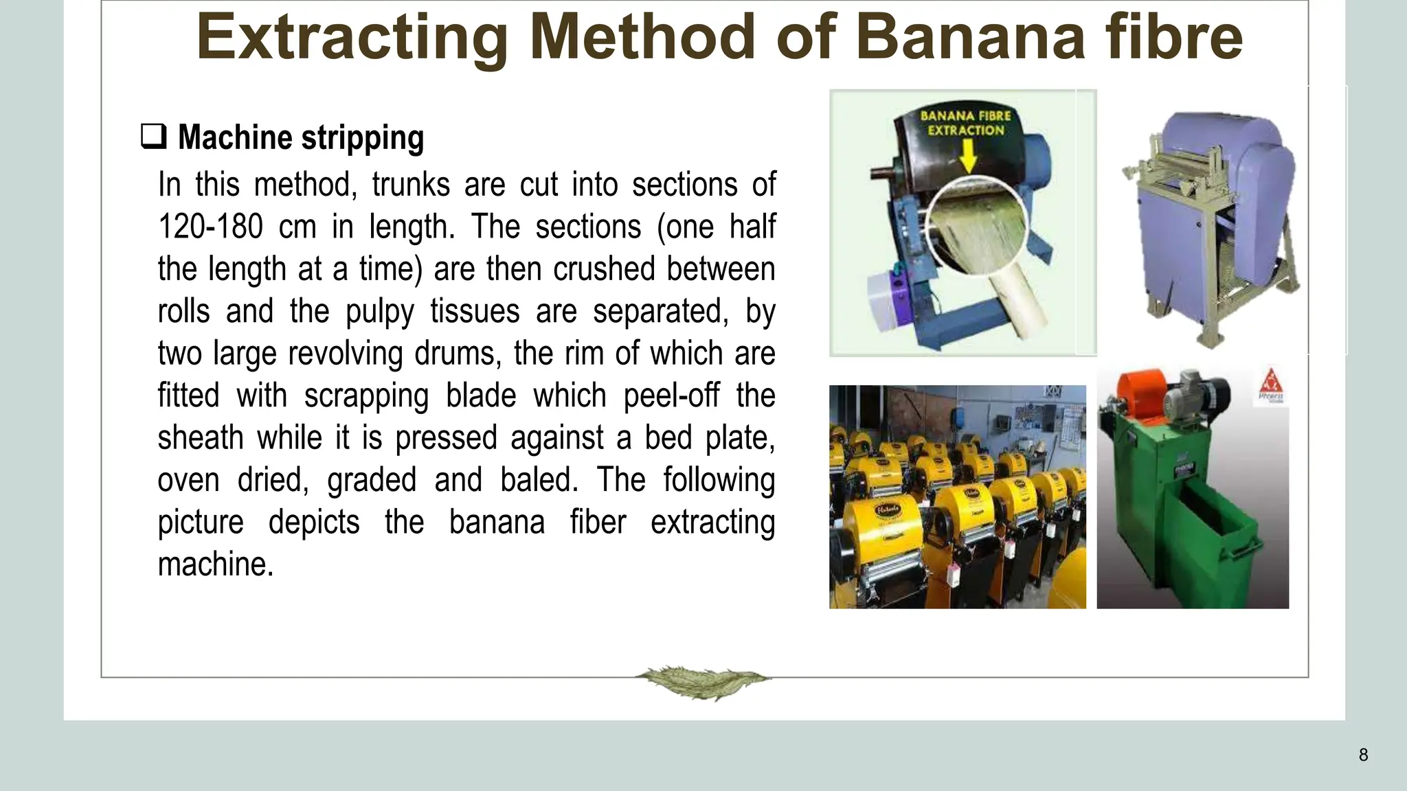 Extracting Method of Banana fibre
8
 Machine stripping
In this method, trunks are cut into sections of
120-180 cm in length. The sections (one half
the length at a time) are then crushed between
rolls and the pulpy tissues are separated, by
two large revolving drums, the rim of which are
fitted with scrapping blade which peel-off the
sheath while it is pressed against a bed plate,
oven dried, graded and baled. The following
picture depicts the banana fiber extracting
machine.
 