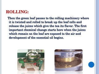 ROLLING:
??Then?the?green?leaf?passes?to?the?rolling?machinery?where?
   it?is?twisted?and?rolled?to?break?up?the?leaf?cells?and?
   release?the?juices?which?give?the?tea?its?flavor.?The?first?
   important?chemical?change?starts?here?when?the?juices?
   which?remain?on?the?leaf?are?exposed?to?the?air?and?
   development?of?the?essential?oil?begins.?
 