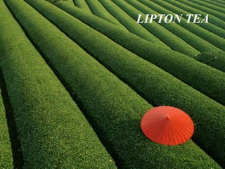LIPTON TEA



tea
 