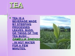 TEATEA
 TEA IS ATEA IS A
BEVERAGE MADEBEVERAGE MADE
BY STEEPINGBY STEEPING
PROCESSEDPROCESSED
LEAVES, BUDS,LEAVES, BUDS,
OR TWIGS OF THEOR TWIGS OF THE
TEA BUSH ,TEA BUSH ,
CAMELLIA SINENSISCAMELLIA SINENSIS
, IN HOT WATER, IN HOT WATER
FOR A FEWFOR A FEW
MINUTES.MINUTES.
 