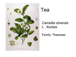 Tea 
Camellia sinensis 
L . Kuntze 
Family: Theaceae 
 