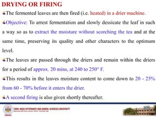 DRYING OR FIRING
The fermented leaves are then fired (i.e. heated) in a drier machine.
Objective: To arrest fermentation and slowly dessicate the leaf in such
a way so as to extract the moisture without scorching the tea and at the
same time, preserving its quality and other characters to the optimum
level.
The leaves are passed through the driers and remain within the driers
for a period of approx. 20 mins, at 240 to 250° F.
This results in the leaves moisture content to come down to 20 - 25%
from 60 - 70% before it enters the drier.
A second firing is also given shortly thereafter.
 