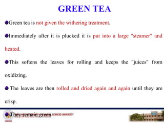 GREEN TEA
Green tea is not given the withering treatment.
Immediately after it is plucked it is put into a large "steamer" and
heated.
This softens the leaves for rolling and keeps the "juices" from
oxidizing.
The leaves are then rolled and dried again and again until they are
crisp.
They remain green.
 
