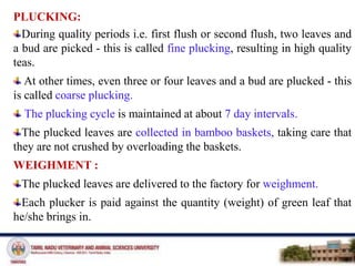 PLUCKING:
During quality periods i.e. first flush or second flush, two leaves and
a bud are picked - this is called fine plucking, resulting in high quality
teas.
At other times, even three or four leaves and a bud are plucked - this
is called coarse plucking.
The plucking cycle is maintained at about 7 day intervals.
The plucked leaves are collected in bamboo baskets, taking care that
they are not crushed by overloading the baskets.
WEIGHMENT :
The plucked leaves are delivered to the factory for weighment.
Each plucker is paid against the quantity (weight) of green leaf that
he/she brings in.
 