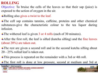 ROLLING
Objective: To bruise the cells of the leaves so that their sap (juice) is
exposed to the action of oxygen in the air.
Rolling also gives a twist to the leaf.
The cell sap contains tannins, caffeine, proteins and other chemical
substances-give the characteristic colour to the tea liquor during
infusion.
The withered leaf is given 3 or 4 rolls (each of 30 minutes).
After the first roll, the leaf is sifted (kutcha sifting) and the fine leaves
(about 20%) are taken out.
The rest are given a second roll and in the second kutcha sifting about
20 - 25% rolled leaf is taken out.
This process is repeated on the remainder with a 3rd or 4th roll.
The first roll is done at low pressure, second at medium and 3rd at
harder pressure.
 