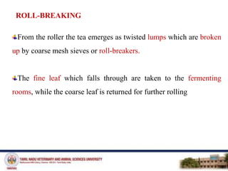 ROLL-BREAKING
From the roller the tea emerges as twisted lumps which are broken
up by coarse mesh sieves or roll-breakers.
The fine leaf which falls through are taken to the fermenting
rooms, while the coarse leaf is returned for further rolling
 