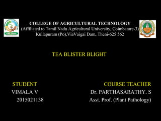 COLLEGE OF AGRICULTURAL TECHNOLOGY
(Affiliated to Tamil Nadu Agricultural University, Coimbatore-3)
Kullapuram (Po),ViaVaigai Dam, Theni-625 562
TEA BLISTER BLIGHT
STUDENT COURSE TEACHER
VIMALA V Dr. PARTHASARATHY. S
2015021138 Asst. Prof. (Plant Pathology)
 