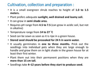 Cultivation, collection and preparation :
• It is a small evergreen shrub reaches to height of 1.0 to 1.5
meters.
• Plant prefers adequate sunlight, well drained and loamy soil.
• It can grow in semi shade area.
• Requires pH range from 4.5 to 7.5 (can grow in acidic soil, but not
in alkaline)
• Temperature range from 14 to 27 ˚C
• Seed can be sown as soon as it is ripe in a green house.
• Stored seed should be presoaked for 24 h in warm water.
• It usually germinates in one to three months. Prick out the
seedlings into individual pots when they are large enough to
handle and grow them on in light shade in the green house for at
least their first winter.
• Plant them out into their permanent positions when they are
more than 15 cm tall.
• Seedlings take 4–12 years before they start to produce seed.
 