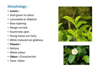 Morphology :
• Leaves :
• Dark green in colour
• Lanceolate or elliptical
• Base tapering
• Margin serrate
• Acuminate apex
• Young leaves are hairy
• While matured are glabrous
• Flowers :
• Solitary
• White colour
• Odour : Characteristic
• Taste : bitter
 