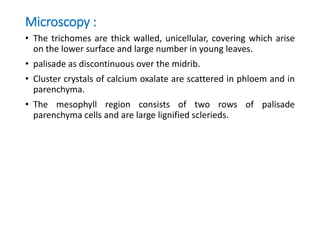 Microscopy :
• The trichomes are thick walled, unicellular, covering which arise
on the lower surface and large number in young leaves.
• palisade as discontinuous over the midrib.
• Cluster crystals of calcium oxalate are scattered in phloem and in
parenchyma.
• The mesophyll region consists of two rows of palisade
parenchyma cells and are large lignified sclerieds.
 