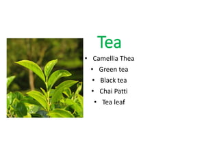 Tea
• Camellia Thea
• Green tea
• Black tea
• Chai Patti
• Tea leaf
 