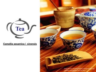 Camellia assamica / sinensis
http://www.chinahighlights.com/travelguide/
chinese-tea/chinese-tea-art.htm
 
