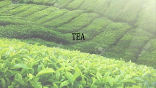 TEA
 