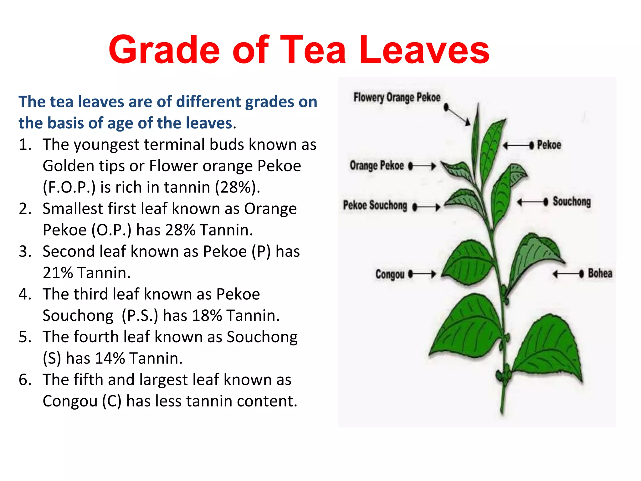 Tea- cultivation and processing.pptx