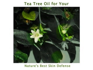 Tea Tree Oil for Your Skin Nature's Best Skin Defense 