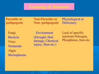 Tea Pathogens Tea Disease Management | PPT