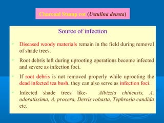 Tea Disease Management | PPT