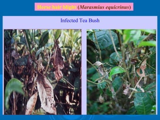 Tea Disease Management