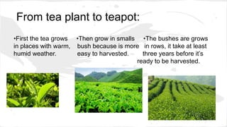 From tea plant to teapot:
•First the tea grows •Then grow in smalls •The bushes are grows
in places with warm, bush because is more in rows, it take at least
humid weather. easy to harvested. three years before it’s
ready to be harvested.
 