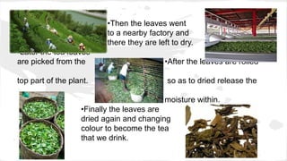 •Then the leaves went
to a nearby factory and
there they are left to dry.
•Later the tea leaves
are picked from the •After the leaves are rolled
top part of the plant. so as to dried release the
moisture within.
•Finally the leaves are
dried again and changing
colour to become the tea
that we drink.
 