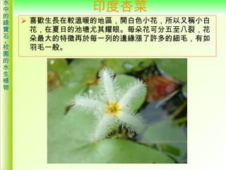 印度杏菜 <ul><li>喜歡生長在較溫暖的地區，開白色小花，所以又稱小白花，在夏日的池塘尤其耀眼。每朵花可分五至八裂，花朵最大的特徵再於每一列的邊緣漲了許多的細毛，有如羽毛一般。  </li></ul>