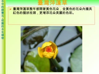 臺灣萍蓬草 <ul><li>臺灣萍蓬草整年都開著黃色花朵，金黃色的花朵內獨具紅色的盤狀柱頭，更增添花朵美麗的色彩。  </li></ul>