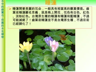 睡蓮 <ul><li>睡蓮開著美麗的花朵，一般具有相當高的觀賞價值。齒葉夜睡蓮顧名思義，就是晚上開花，花色有白色、紅色、淡粉紅色。台灣原生種的睡蓮有睡蓮和藍睡蓮，不過可能滅絕了！齒葉夜睡蓮並不是台灣原生種，不過目前已經歸化了！  </li></ul>