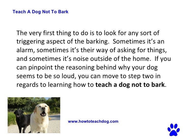 how not to bark what to do if your is barking obsessively when you teach a not to bark how to how not to bark what to do if your is barking obsessively when you teach a not to bark how to