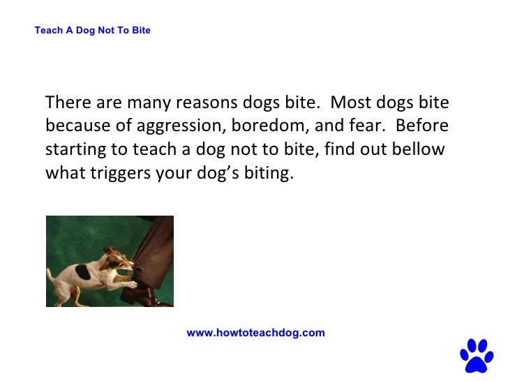 Teach A Dog Not To Bite