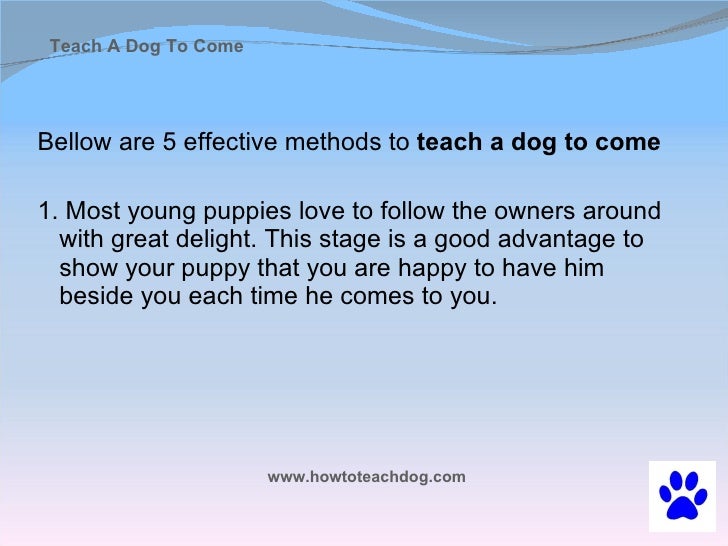 teaching a puppy to come teach a to come when called teaching a puppy to come teach a to come when called