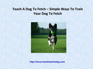 Teach A Dog To Fetch – Simple Ways To Train Your Dog To Fetch   http://www.howtoteachdog.com 