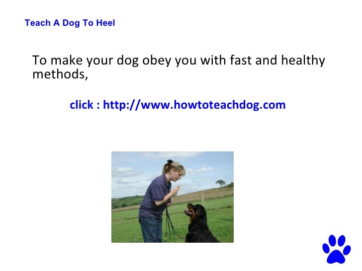 Best Way To Train A Dog To Heel Best Way To Train A Dog To Heel