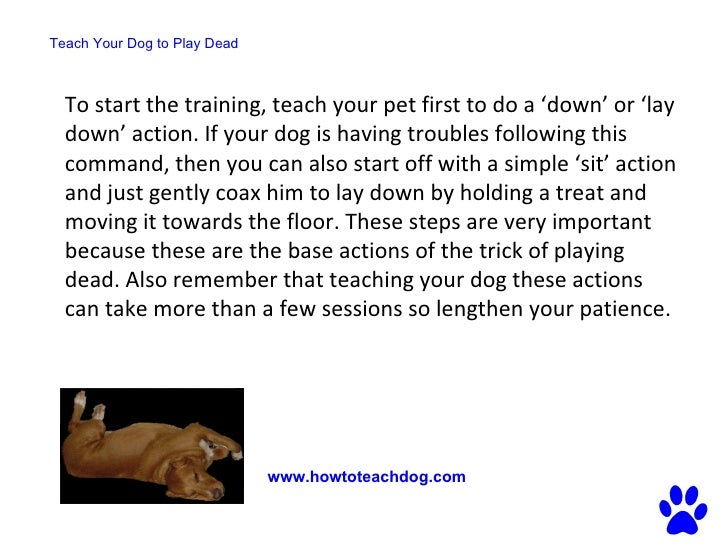 Teach Your Dog to Play Dead A Simple StepbyStep Guide