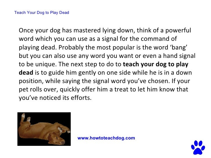 How To Teach A Dog To Take A Treat Gently How To Teach A Dog To Take A Treat Gently