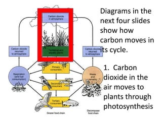 Diagrams in the
next four slides
show how
carbon moves in
its cycle.

1. Carbon
dioxide in the
air moves to
plants through
photosynthesis
 