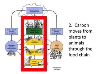 2. Carbon
moves from
plants to
animals
through the
food chain
 