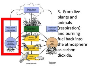 3. From live
plants and
animals
(respiration)
and burning
fuel back into
the atmosphere
as carbon
dioxide.
 