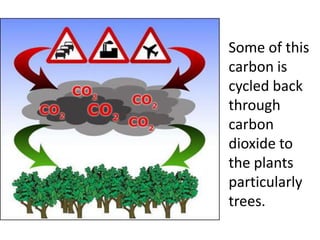 Some of this
carbon is
cycled back
through
carbon
dioxide to
the plants
particularly
trees.
 