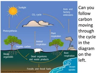 Can you
                                                    follow
                                                    carbon
                                                    moving
                                                    through
                                                    the cycle
                                                    in the
                                                    diagram
                                                    on the
                                                    left.

National Center for Atmospheric Research and UCAR
 
