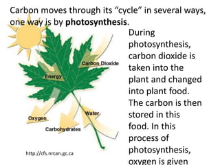 Carbon moves through its “cycle” in several ways,
one way is by photosynthesis.
                             During
                             photosynthesis,
                             carbon dioxide is
                             taken into the
                             plant and changed
                             into plant food.
                             The carbon is then
                             stored in this
                             food. In this
                             process of
    http://cfs.nrcan.gc.ca   photosynthesis,
                             oxygen is given
 