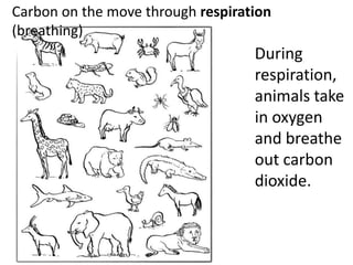 Carbon on the move through respiration
(breathing)
                                   During
                                   respiration,
                                   animals take
                                   in oxygen
                                   and breathe
                                   out carbon
                                   dioxide.
 