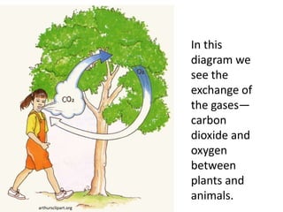 In this
                     diagram we
                     see the
                     exchange of
                     the gases—
                     carbon
                     dioxide and
                     oxygen
                     between
                     plants and
                     animals.
arthursclipart.org
 