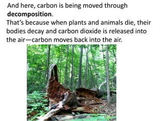 And here, carbon is being moved through
decomposition.
That’s because when plants and animals die, their
bodies decay and carbon dioxide is released into
the air—carbon moves back into the air.
 