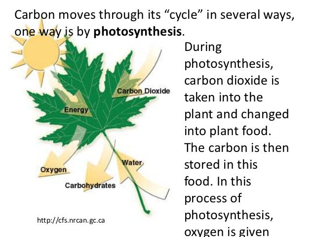 CARBON CYCLE (teach)